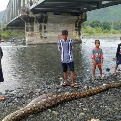 Ular Piton Perut Besar Gegerkan Warga Touna