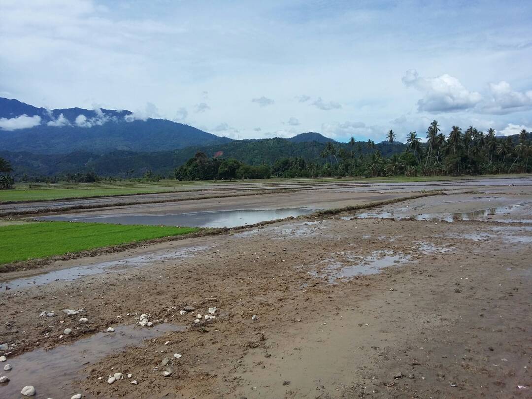 Puluhan Hektar Sawah di Tolitoli Rusak Akibat Banjir