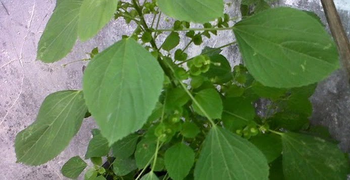 Tips Kesehatan:Tanaman Ini Mampu Menyembuhkan Kesakitan Akibat Syaraf Terjepit