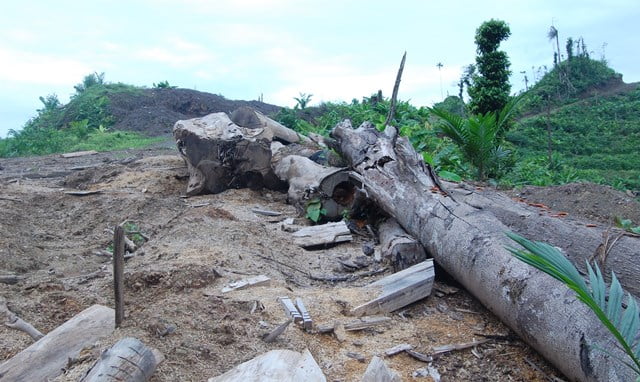 KIP Menang Gugatan di PTUN Palu Terkait Permohonan Informasi di BPN,WALHI Kasasi Ke MA