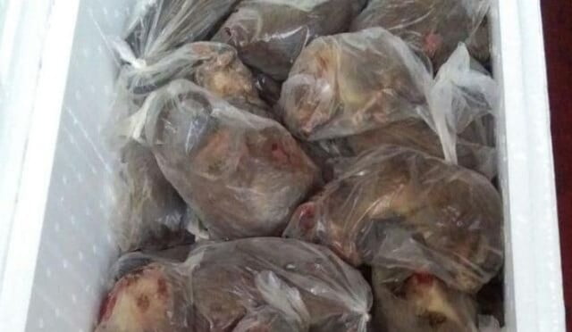 Ribuan Tikus Asal Pagimana Di Amankan Petugas Gabungan Di Gorontalo