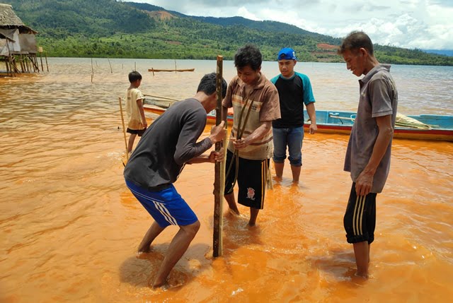 Laksanakan Putusan Pengadilan,PT CORii Lakukan Penanaman Mangrove