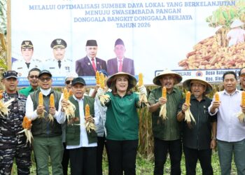 Panen Jagung Donggala, Produktivitas Tembus 7 Ton/Ha
