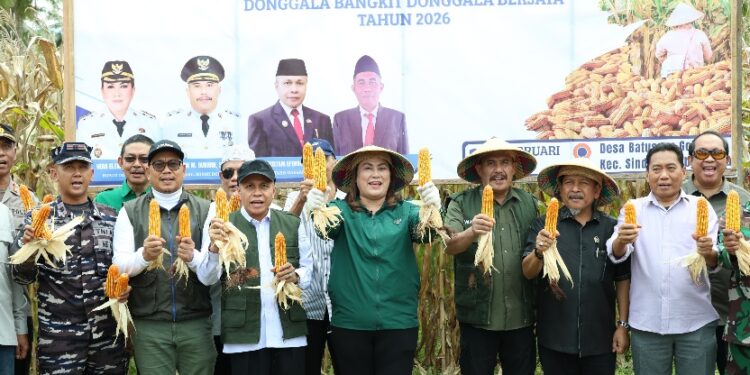 Panen Jagung Donggala, Produktivitas Tembus 7 Ton/Ha