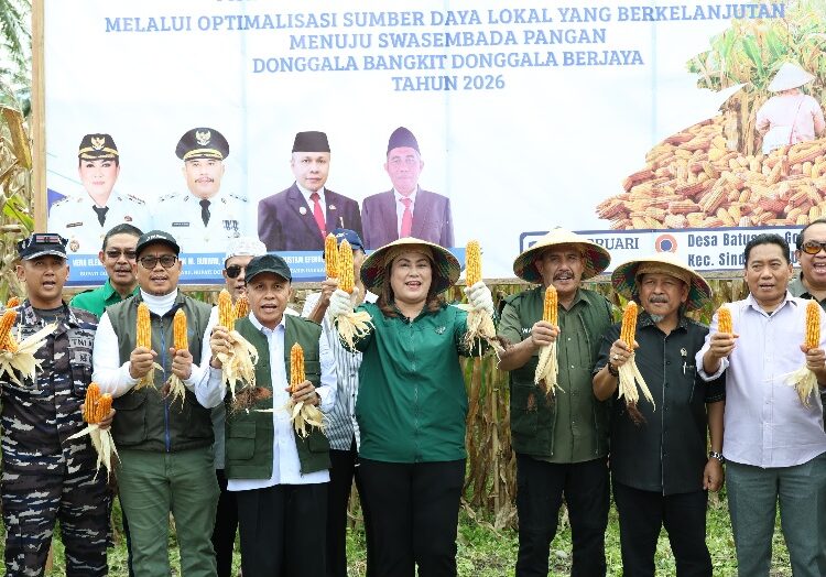 Panen Jagung Donggala, Produktivitas Tembus 7 Ton/Ha