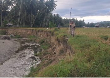 Tebing Sawah Tergerus, 40 KK Terancam Kehilangan Nafkah