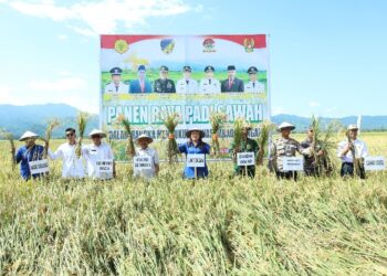 Panen Raya Sojol, Donggala Jaga Pangan