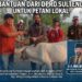 Bantuan 20 Sapi Jadi Modal Ekonomi Peternak Karawana
