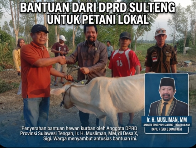 Bantuan 20 Sapi Jadi Modal Ekonomi Peternak Karawana
